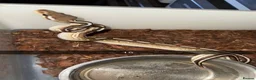 Python Snake reptiles for sale: Royal pythons  - Advert 14
