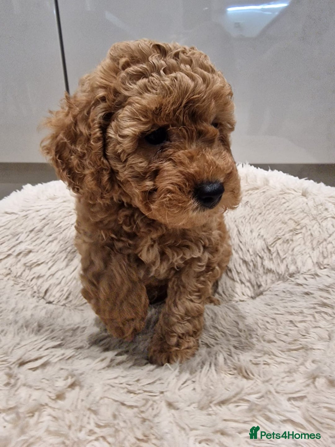 Cockapoo dogs for sale: 3 Gorgeous Apricot Cockapoo Puppies  - Advert 9