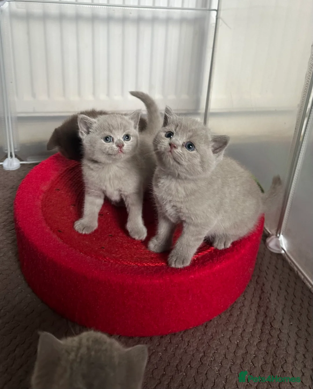 British Shorthair cats for sale: 🍫Chocolate and Lilac TICA Reg British Shorthairs  - Advert 3
