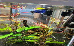 Bettas fish for sale: 2 Female Bettas - Image 4