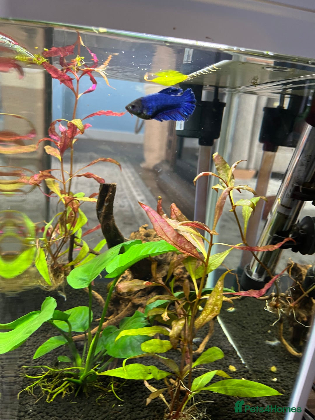 Bettas fish for sale: 2 Female Bettas - Image 4