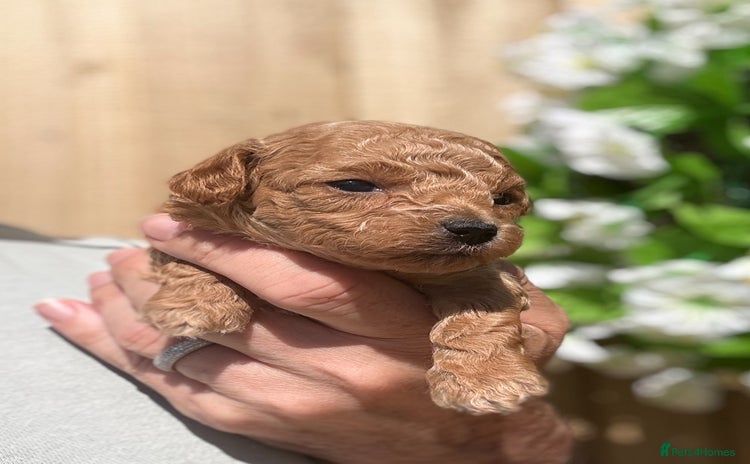 Toy Poodle dogs - Advert 4