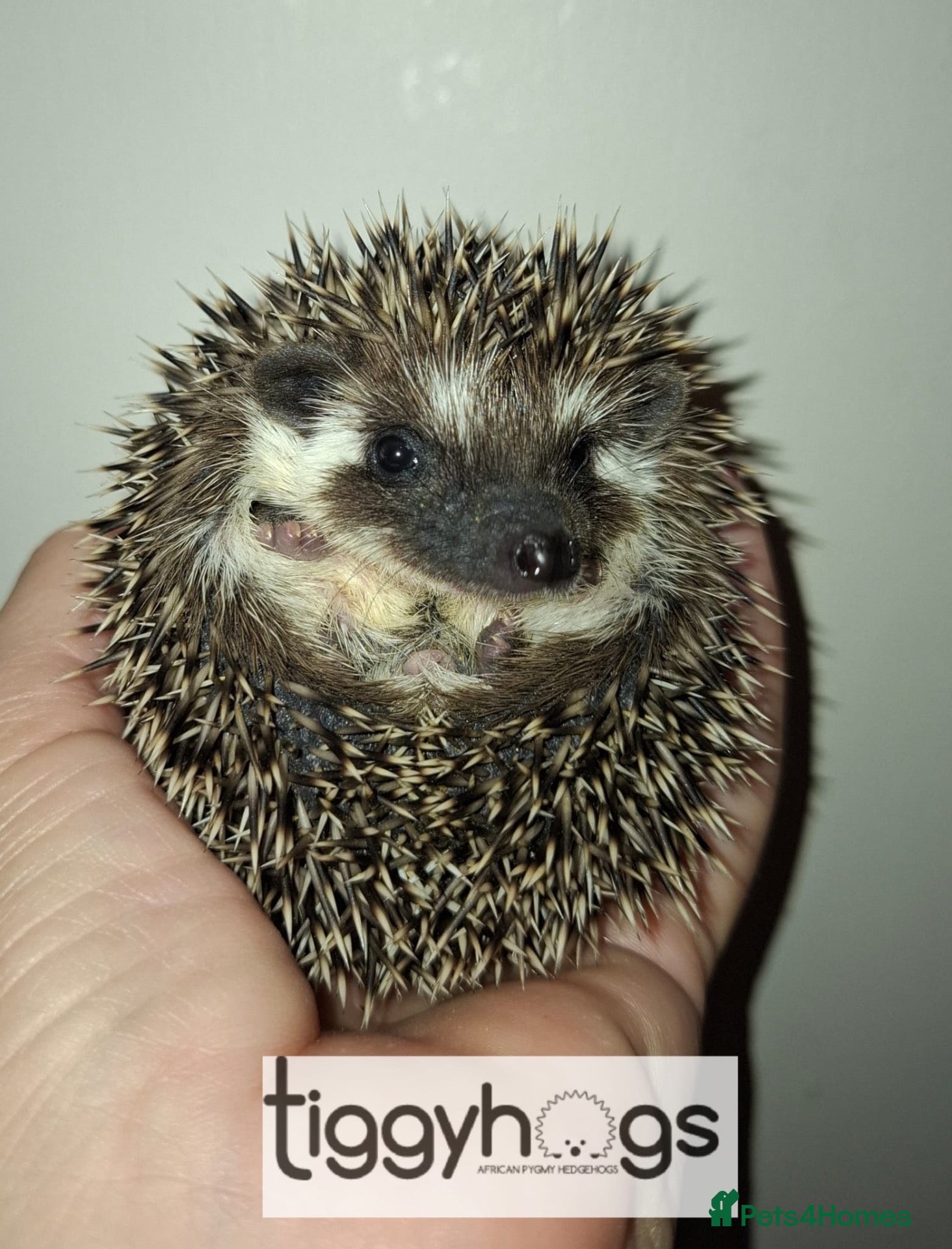 Pygmy Hedgehog rodents for sale: 1 female 3 Male African Pygmy Hedgehogs available  - Advert 2