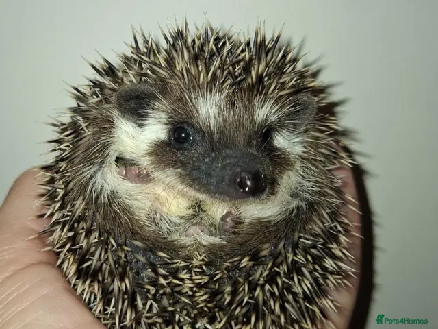 Pygmy Hedgehog rodents for sale: 1 female 3 Male African Pygmy Hedgehogs available - Advert 2