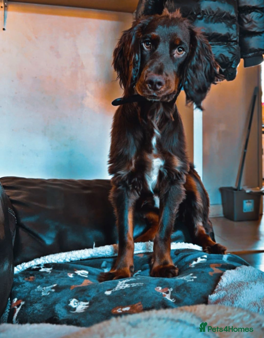 Cocker Spaniel dogs for stud: Buddy  in North Shields - Image 3