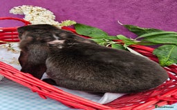 Mini Lop rabbits for sale: Baby velveteen lops & adult mini rex  - Image 10