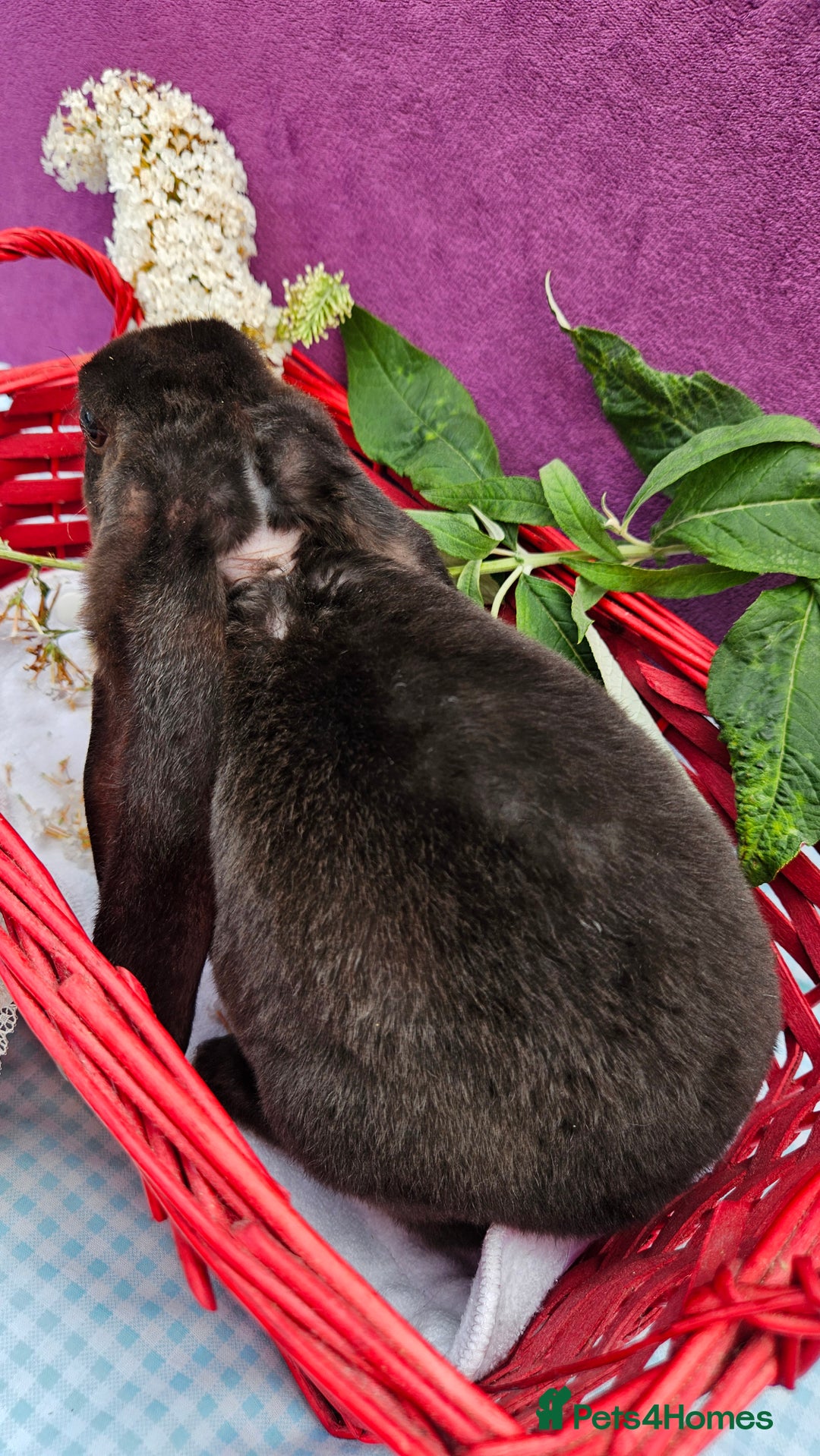 Mini Lop rabbits for sale: Baby velveteen lops & adult mini rex  - Image 10