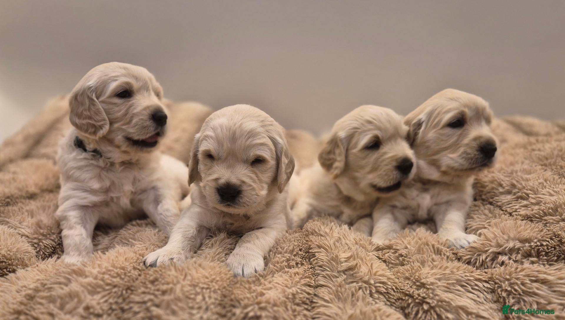 Golden Retriever dogs Beautiful KC Registered Golden Retievers - Advert 1