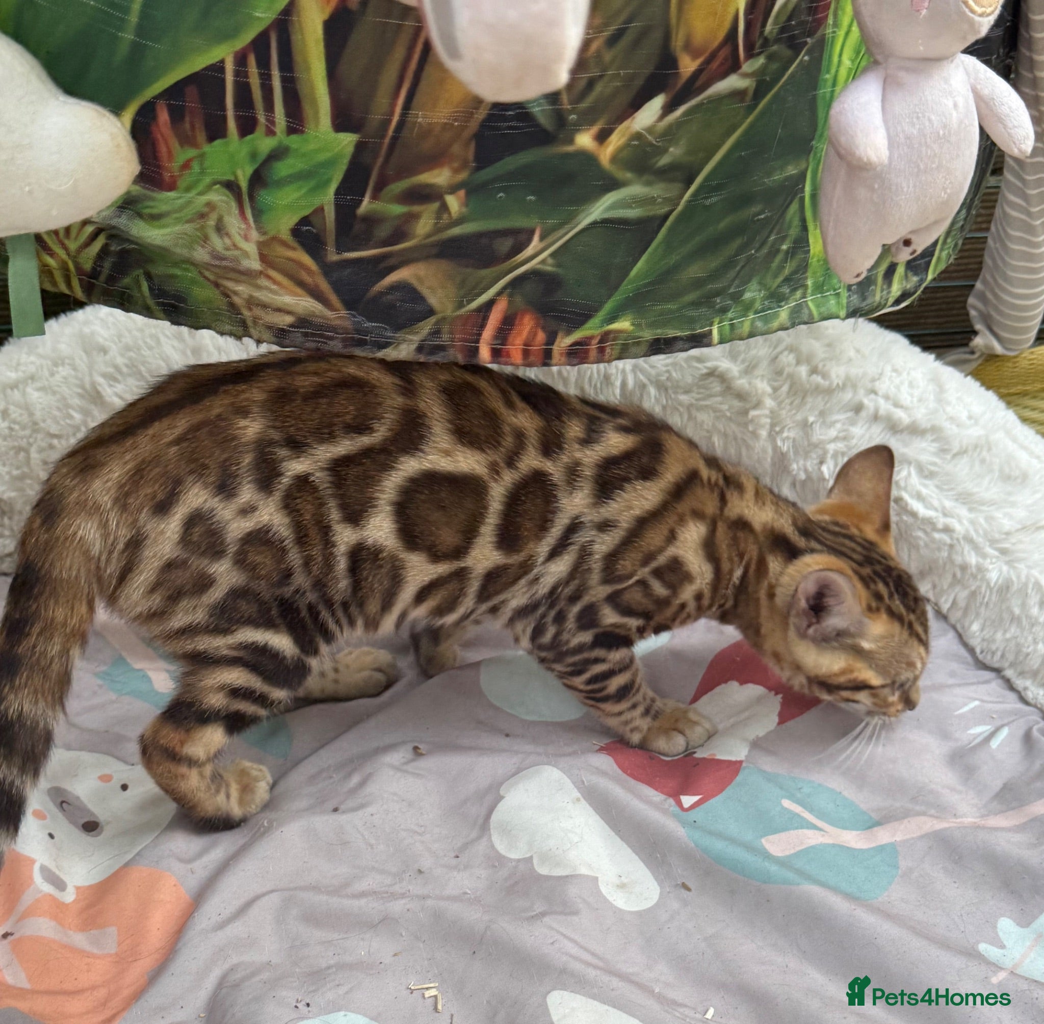 Bengal cats TICA 🐾 Health Tested 🩷 Very friendly Bengal girl - Advert 4
