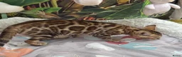 Bengal cats for sale: TICA 🐾 Health Tested very friendly female  - Advert 4