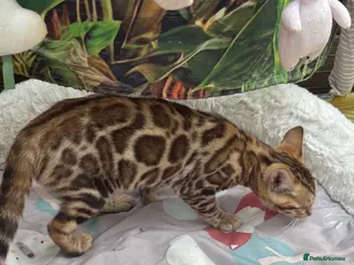 Bengal cats TICA 🐾 Health Tested 🩷 Very friendly Bengal girl - Advert 4