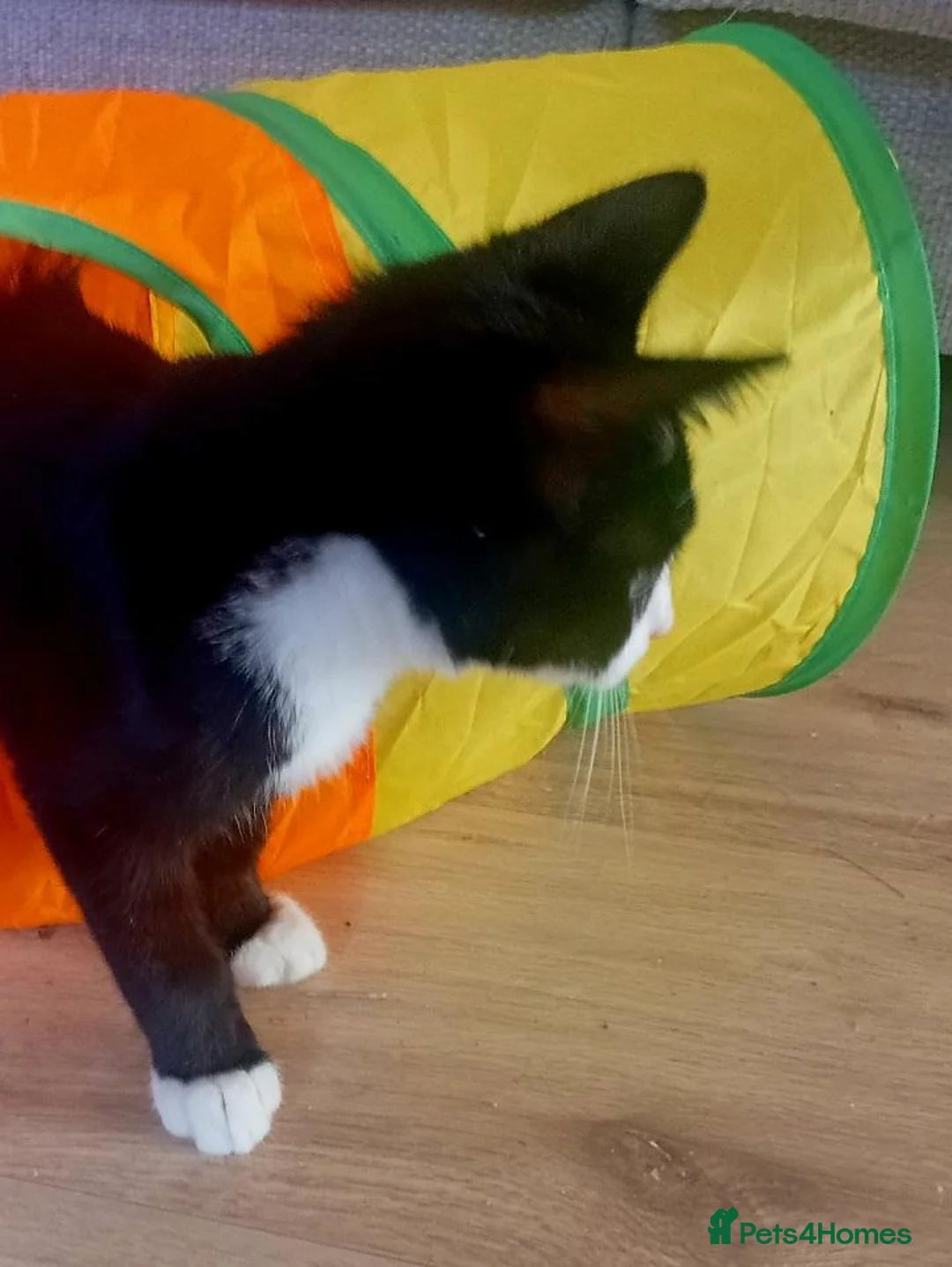 Mixed Breed cats for adoption: Meet Duke and Max – Two Very Special Boys - Advert 6