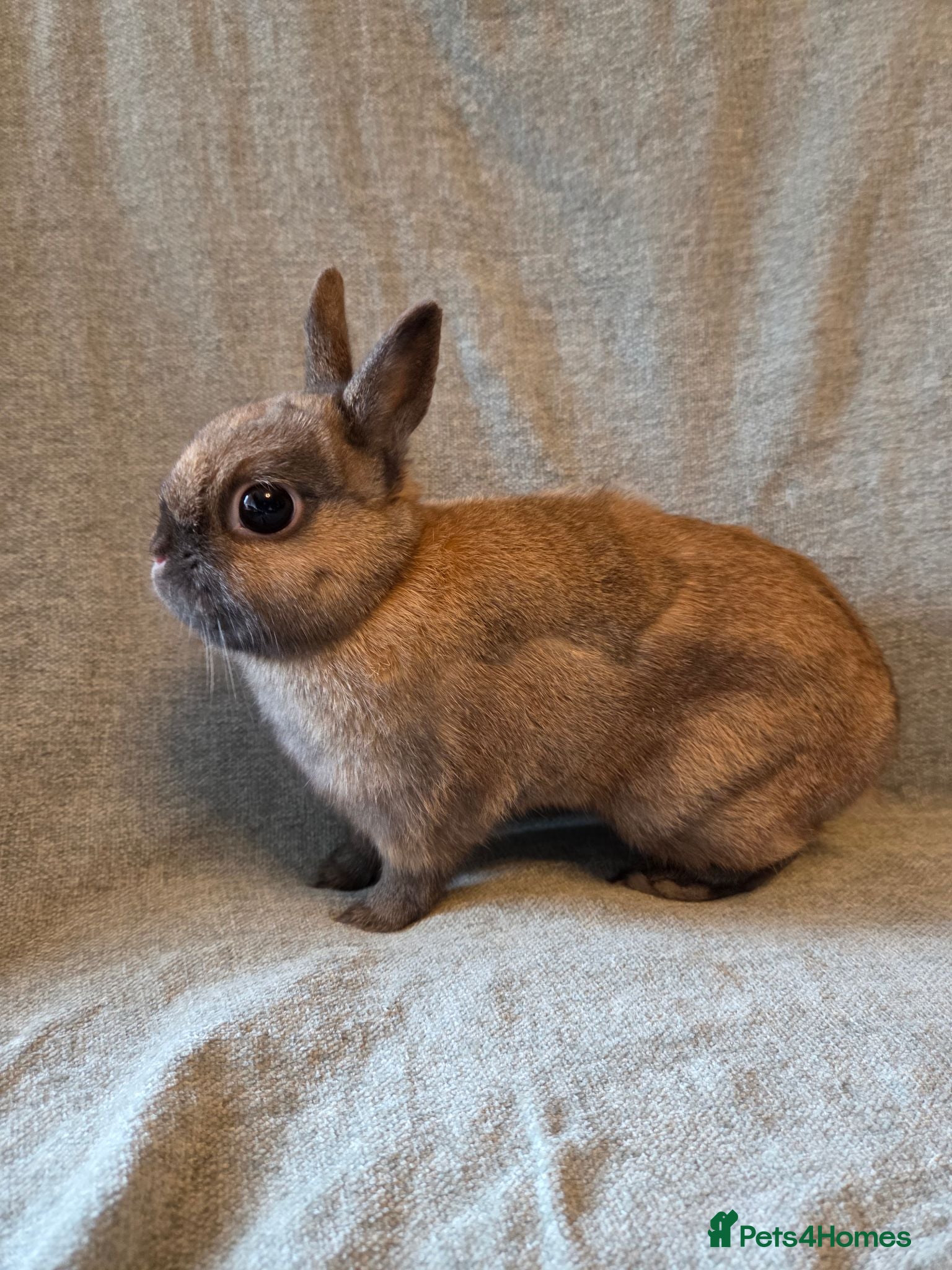 Netherland Dwarf rabbits 14 week old pure Netherland Dwarf 🩵 - Advert 2