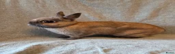 Netherland Dwarf rabbits for sale: 14 week old pure Netherland Dwarf 🩵 - Advert 2