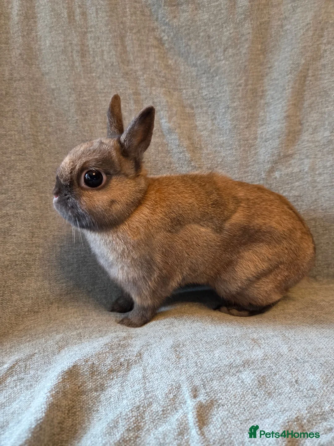 Netherland Dwarf rabbits for sale: 14 week old pure Netherland Dwarf 🩵 - Advert 2
