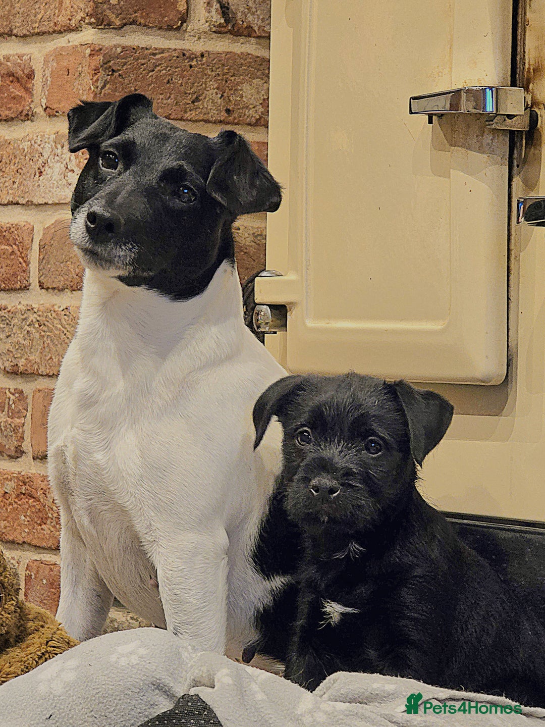Mixed Breed dogs for sale: Border terrier cross patterdale terrier - Advert 12