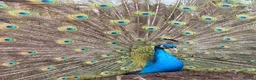 Peafowl poultry for sale:  peacock peafowl Hatching eggs - Advert 3