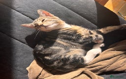 British Shorthair cats for sale: Playful kittens for adoption  - Image 8