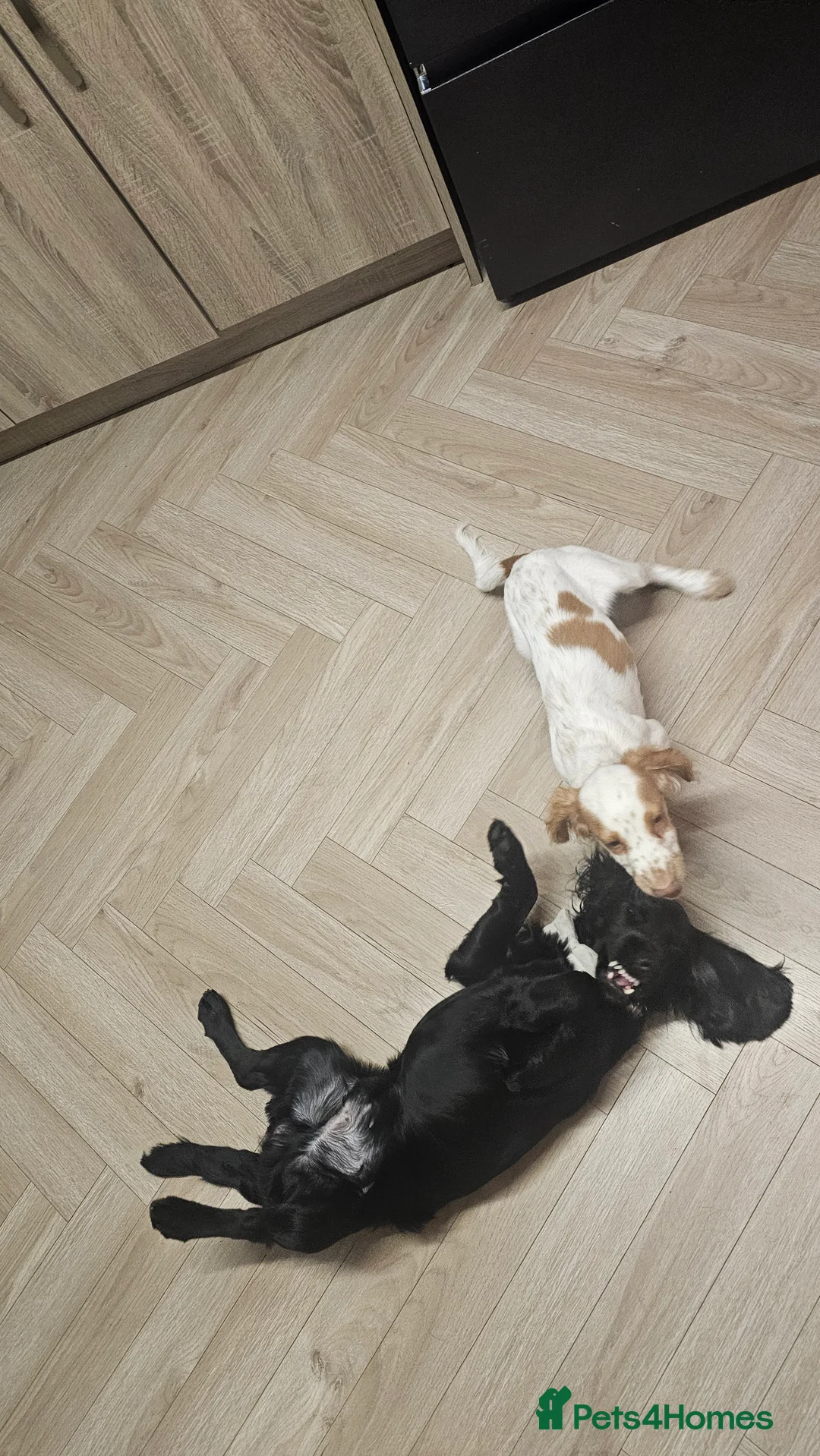 Cocker Spaniel dogs for sale: 2 cockerspaniels for rehoming together - Advert 4