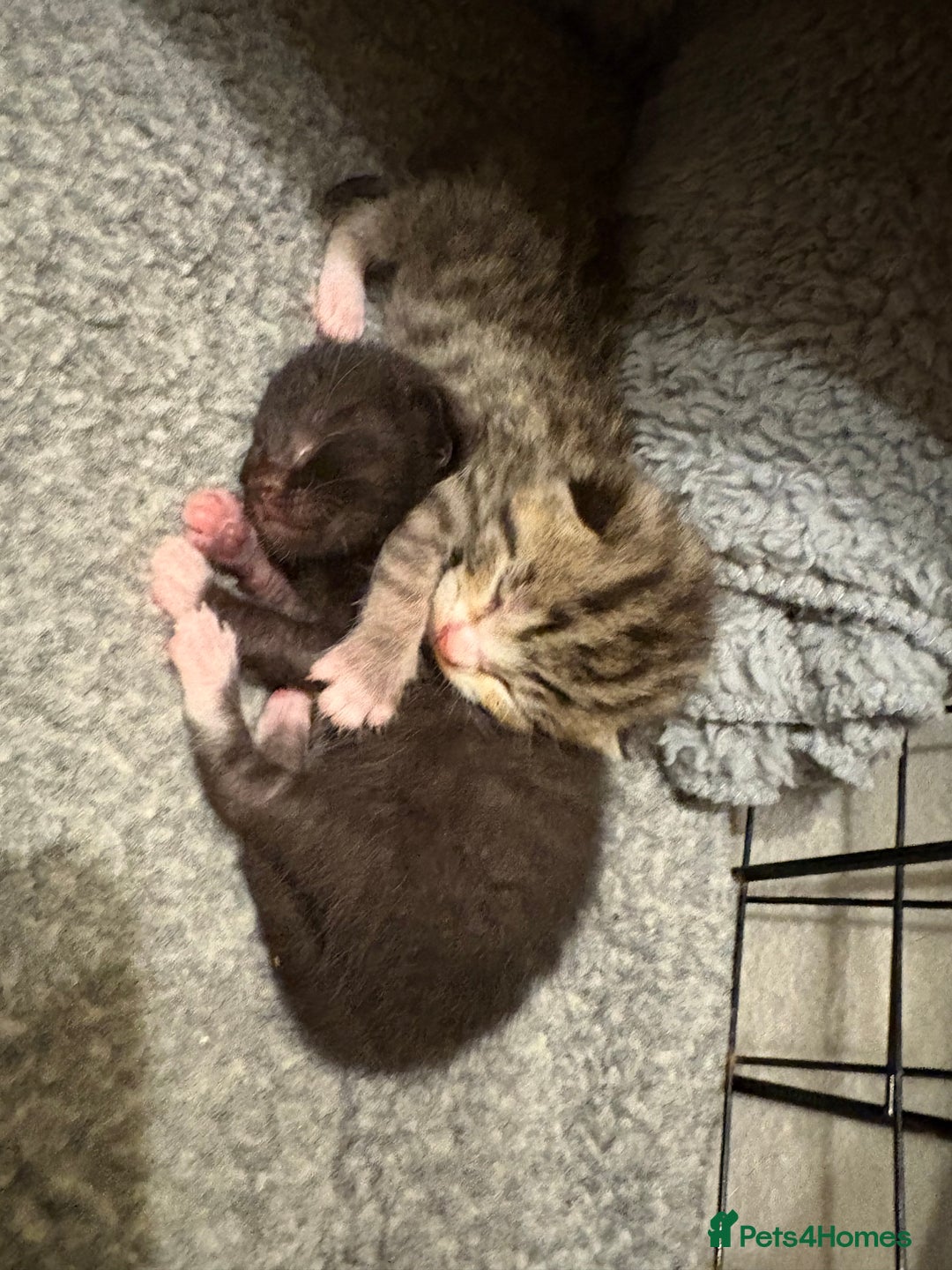 Mixed Breed cats for sale: 2 Tabby & 1 Black Female, 1 Black/White Male - Image 7