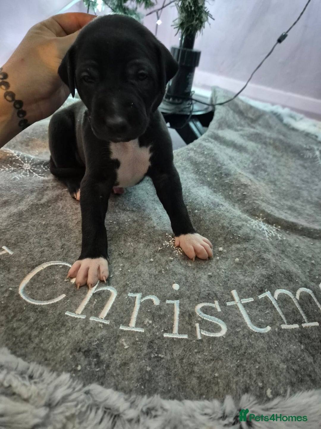 Mixed Breed dogs for sale: Gray bull hounds  - Advert 5