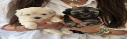 Maltipoo dogs for sale: Korean/Asian maltipoo puppies💗💙 - Advert 20
