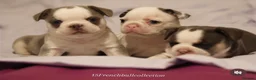French Bulldog dogs for sale: Husky Koi French Bulldogs  - Advert 11
