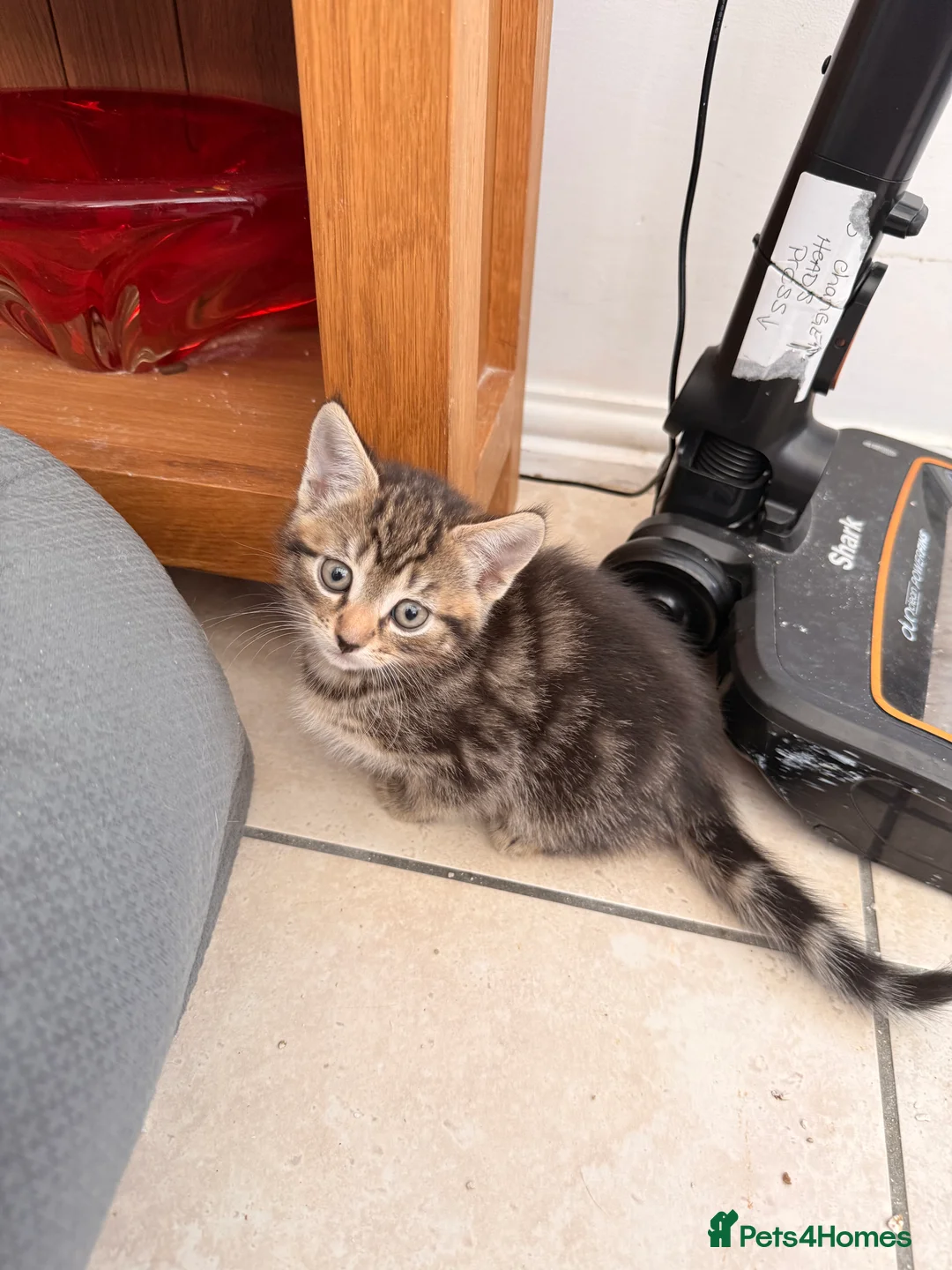 British Longhair cats for sale: Beautiful tabby kittens for sale - ready to go now - Advert 9