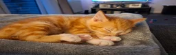 Mixed Breed cats for sale: Rare ginger female kitten - Advert 2