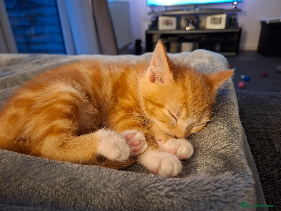 Mixed Breed cats for sale: Rare ginger female kitten - Advert 2