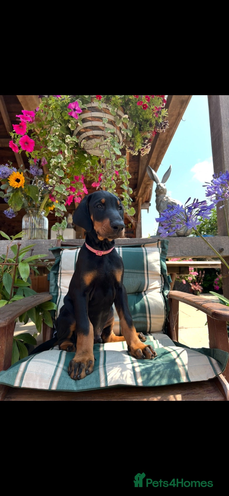 Dobermann dogs READY NOW Outstanding Quality Dobermann puppies - Advert 1