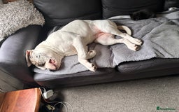 Mixed Breed dogs for sale: Dotty - Image 13
