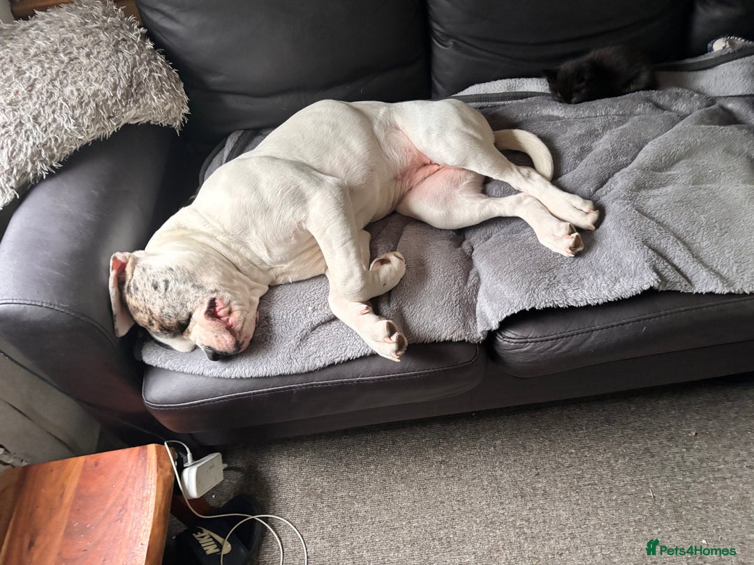 Mixed Breed dogs for sale: Dotty - Image 13