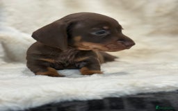 Miniature Dachshund dogs for sale: Stunning mini smooth dachshund pups  - Image 20