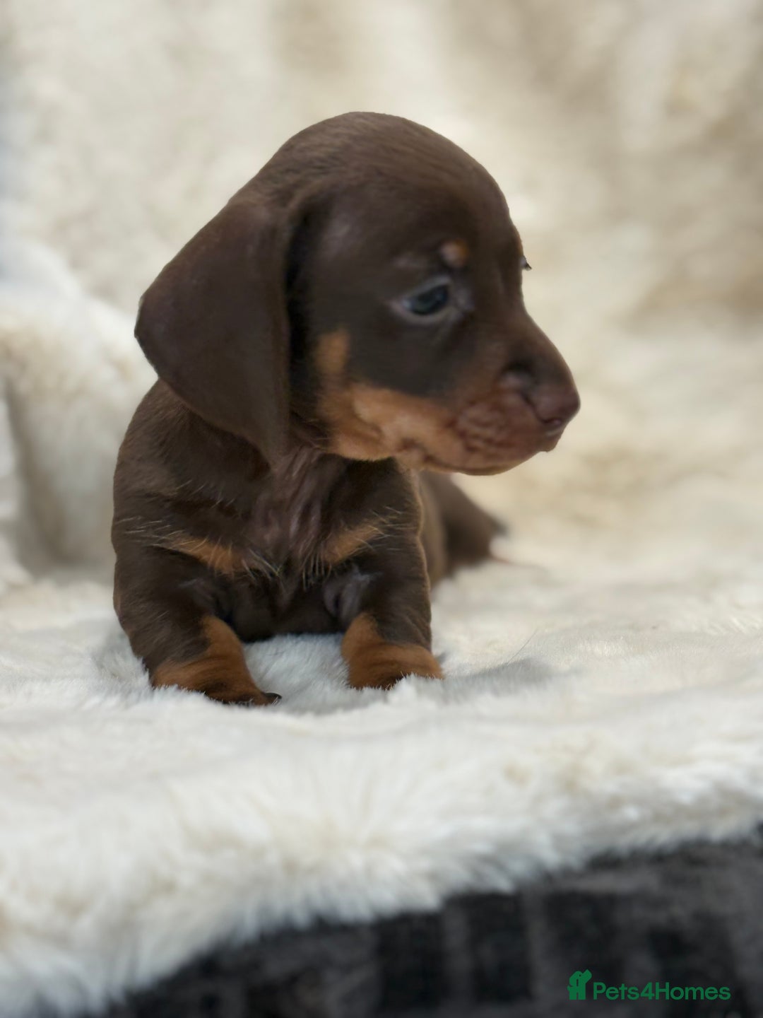 Miniature Dachshund dogs for sale: Stunning mini smooth dachshund pups  - Image 20
