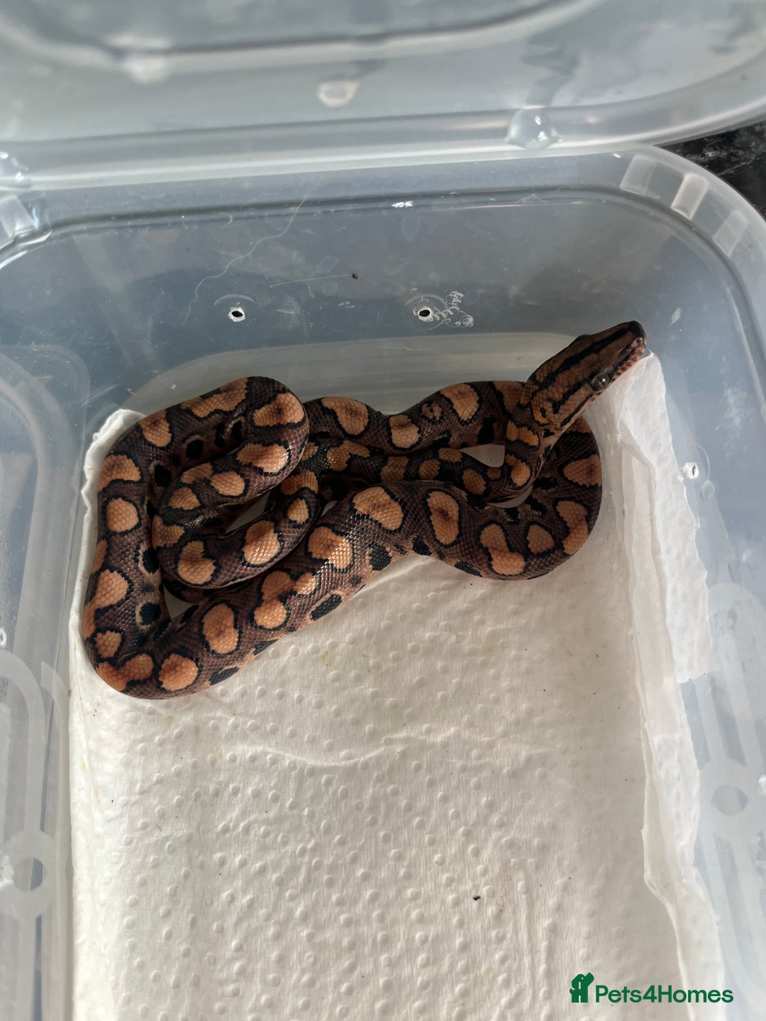 Boa Snake reptiles for sale: Brazilian rainbow boa babies  - Image 5