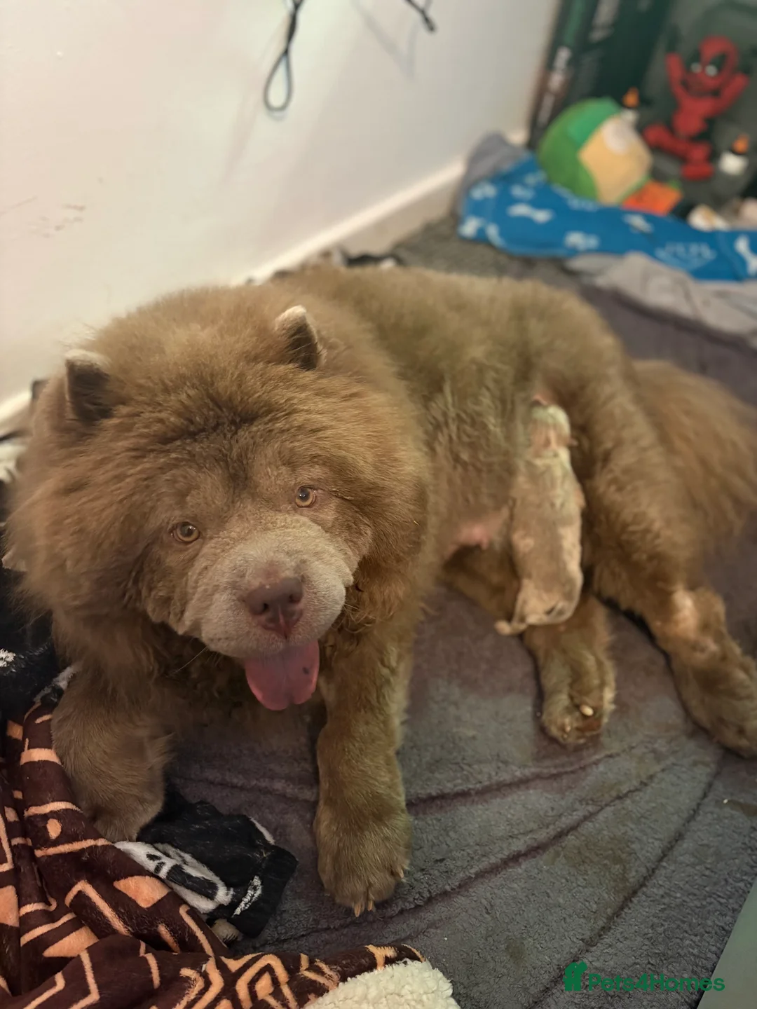 Chow Chow dogs for sale: Lesley Chow  - Advert 4