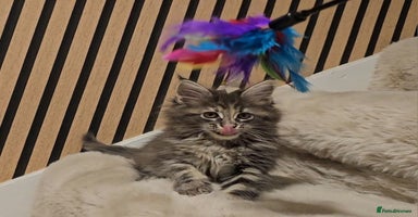 Maine Coon cats - Advert 7
