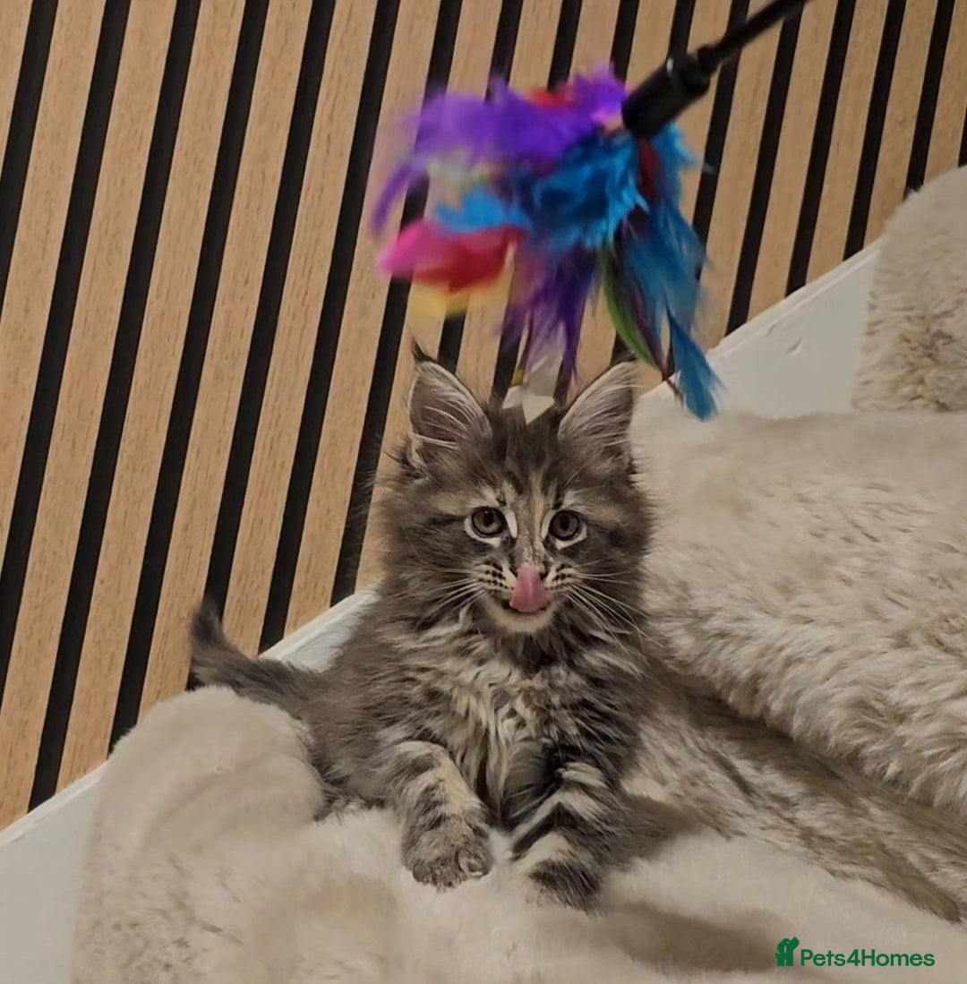 Maine Coon cats for sale: GCCF Registered Pedigree Maine Coon Kittens - Image 2
