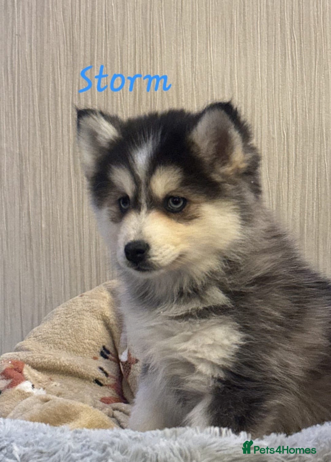 Pomsky dogs for sale: 3 Boys leftStunning Blue eyed F4 Pomsky pups - Advert 17