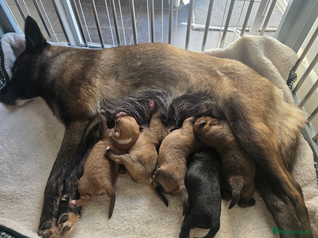Pomsky dogs for sale: Pomsky F3b for sale - Image 9