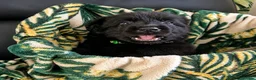 German Shepherd dogs for sale: German shepherd puppies  - Advert 4