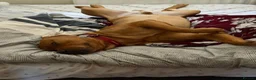 Labrador Retriever dogs for stud: Teddy  in Nottingham - Advert 2
