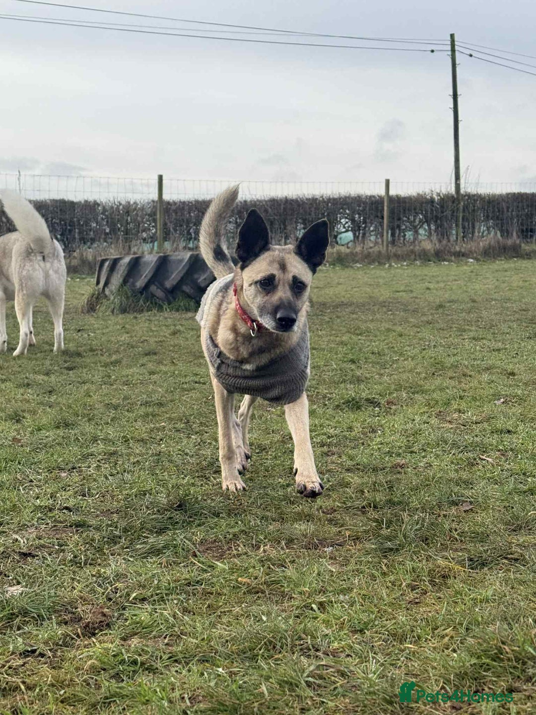 Mixed Breed dogs for adoption: DOLCE - Advert 6