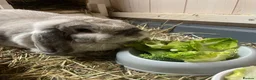 Mini Lop rabbits for sale: Beautiful Mini Lop Female Rabbit, 5 years old  - Advert 2