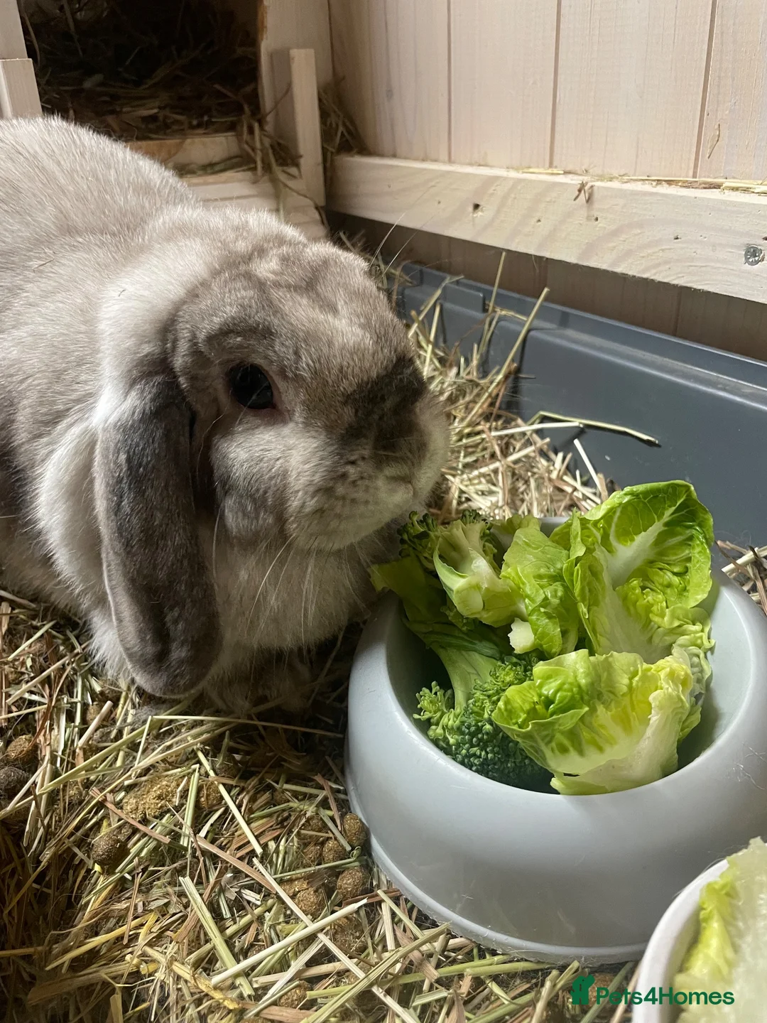 Mini Lop rabbits for sale: Beautiful Mini Lop Female Rabbit, 5 years old  - Advert 2