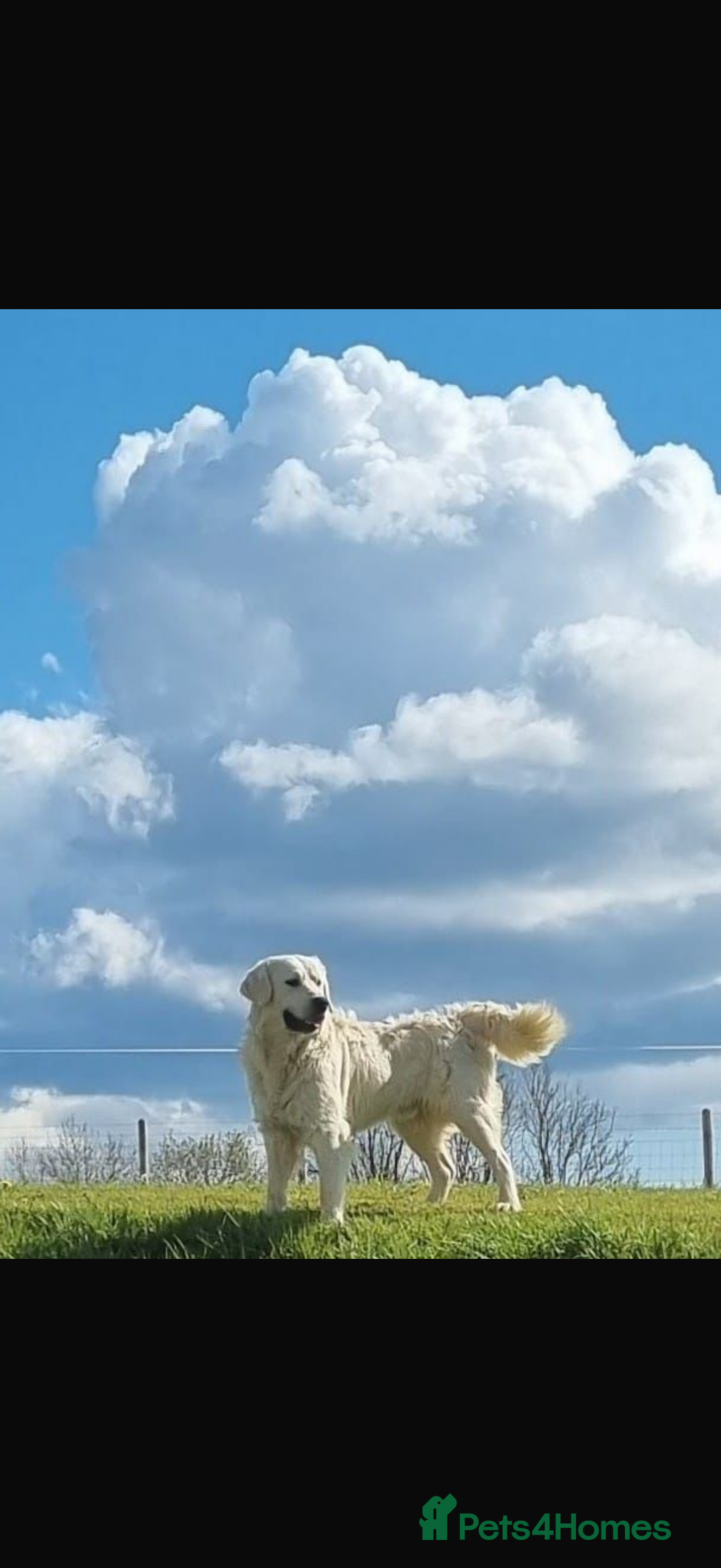 Golden Retriever dogs for sale: 🌸 One gorgeous girl 🌸 - Advert 12