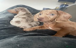 Miniature Dachshund dogs for sale: 2 x Miniature dachshund  - Image 4