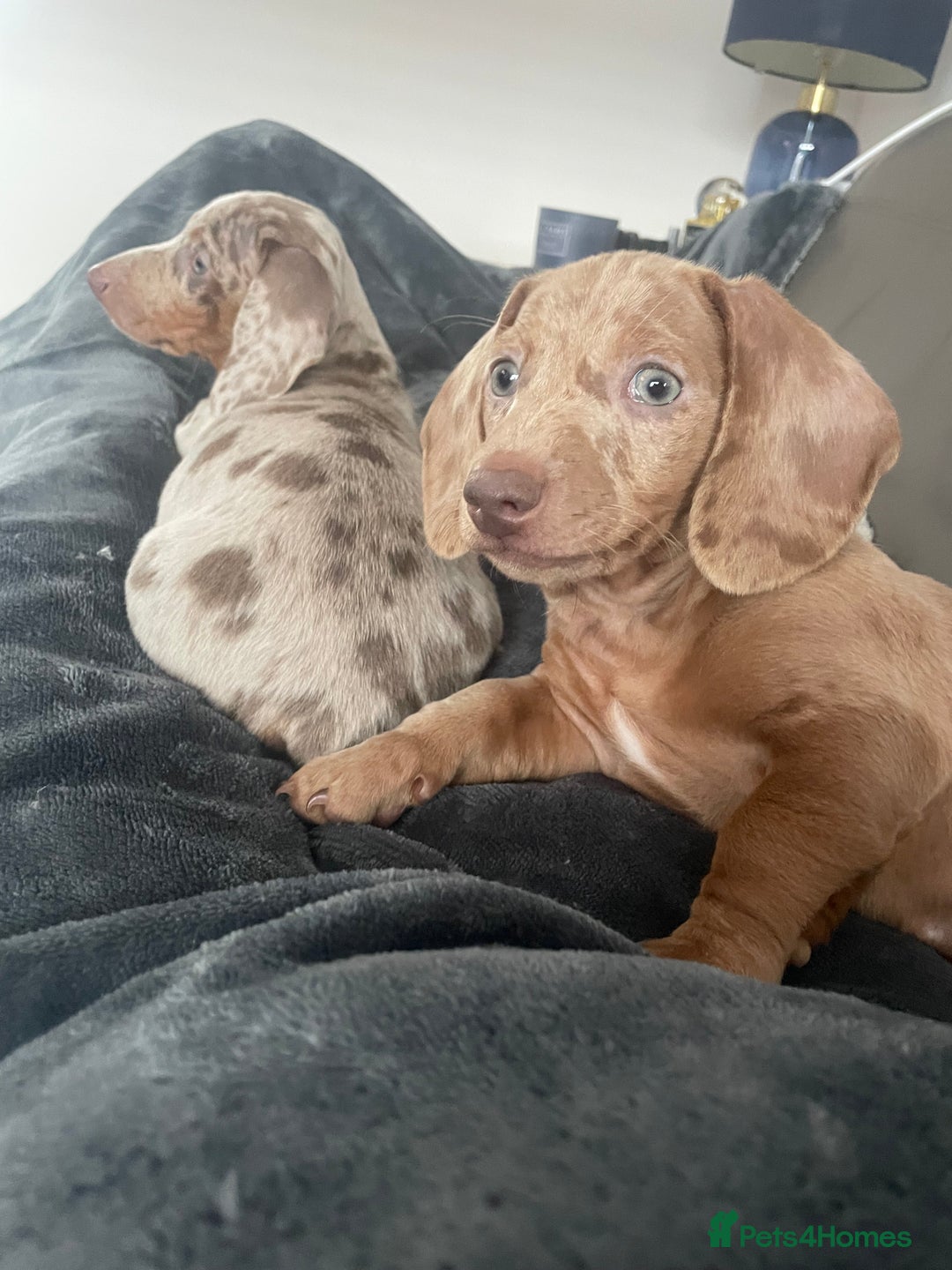 Miniature Dachshund dogs for sale: 2 x Miniature dachshund  - Image 4