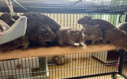 Degus rodents for sale: Degus  - Image 4